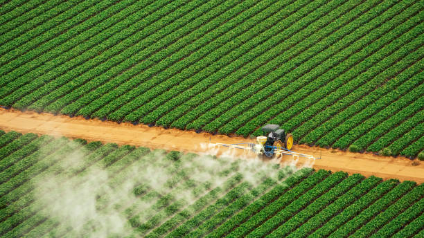 Reliable East Camden, AR Pest Control Solutions