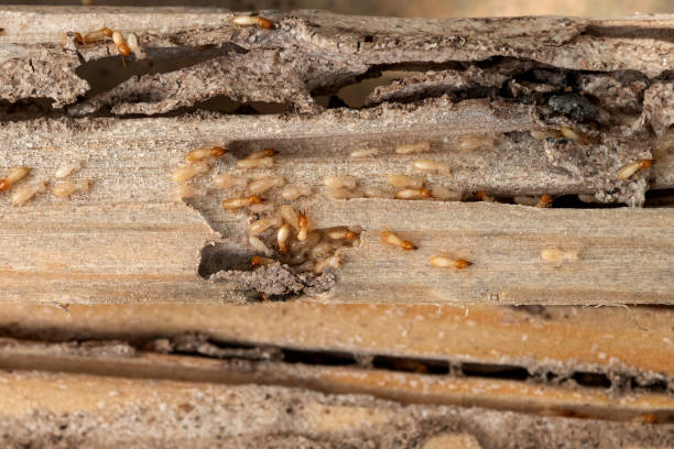 Best Best Pest Control Companies  in East Camden, AR